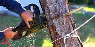 Best Tree Health Inspection  in Glendale, OH