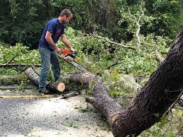 Best Tree Maintenance Programs  in Glendale, OH