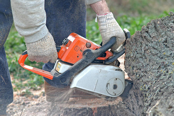 Best Lawn Disease Treatment  in Glendale, OH