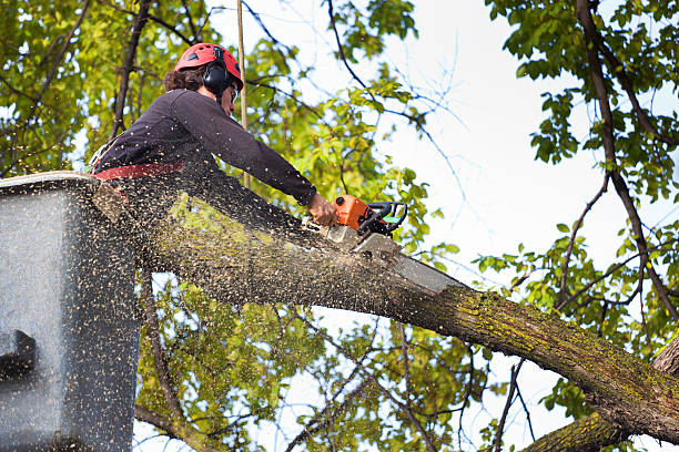 Best Tree Trimming and Pruning  in Glendale, OH