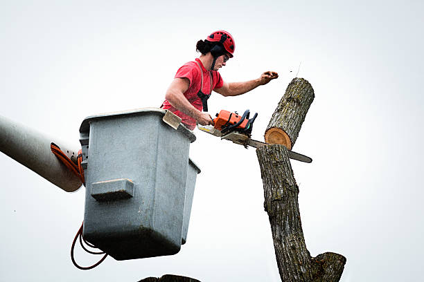 Best Utility Line Clearance  in Glendale, OH