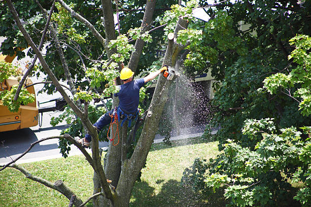 Lawn Watering Services in Glendale, OH
